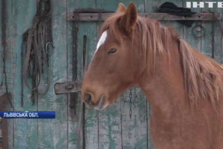 На Львівщині рятують замерзаючих коней