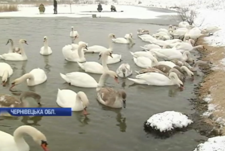 На Буковину злітаються на зимування десятки лебедів (відео)