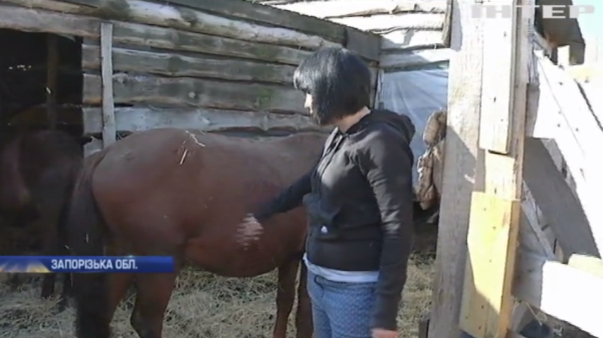 На Дніпропетровщині притулок для тварин просить про допомогу волонтерів