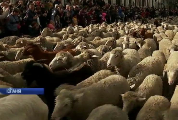 Мадрид заполонили сотні овець