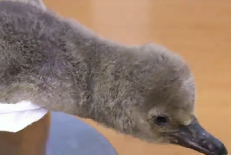 Рідкісного пінгвіна показали у зоопарку Праги