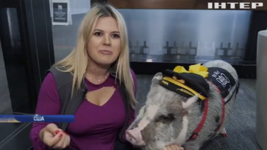 Свиня влаштувалась психологом у аеропорту