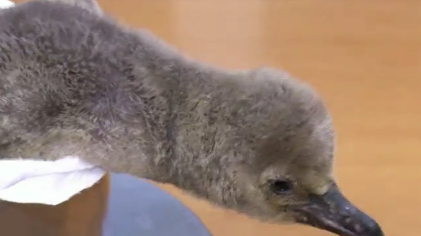 Рідкісного пінгвіна показали у зоопарку Праги
