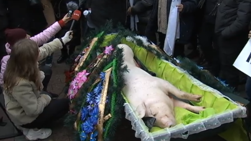 Вінки та мертва свиня у труні: аграрії влаштували протест під Верховною Радою проти закону про ринок землі