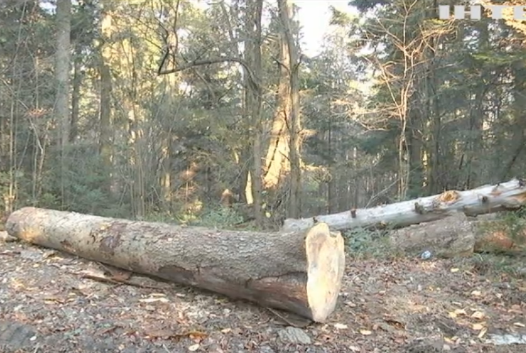 Атака на українські ліси: чому депутати допомагають чорним лісорубам?