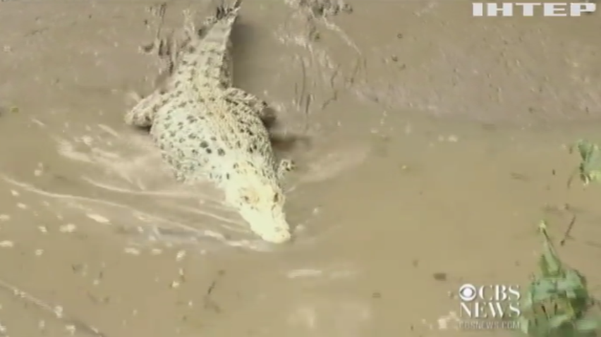 Крокодили-альбіноси заманюють туристів до національного парку Індії