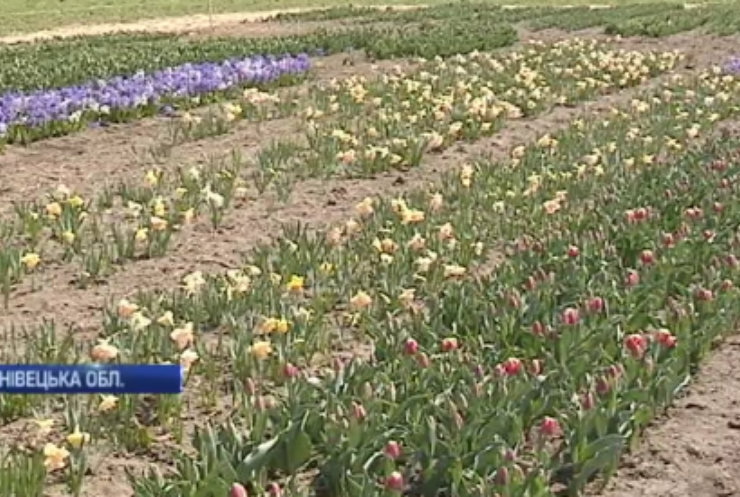 Житель Буковини дивує туристів долиною тюльпанів