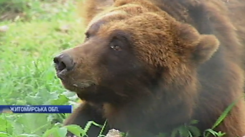 Життя після цирку: ветеринари рятують червонокнижних ведмедів