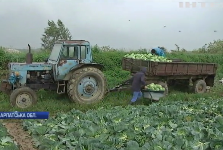 Україна може залишитися без закарпатських овочів