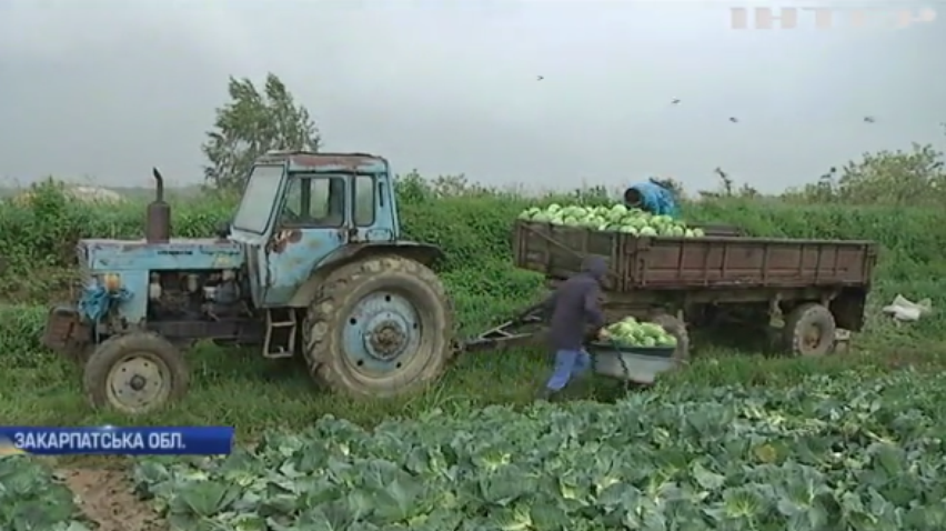 Україна може залишитися без закарпатських овочів