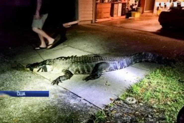 У Флориді 10-метровий алігатор спокусився вином та вдерся до будинку