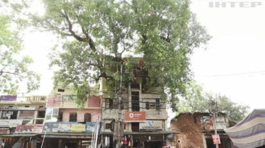 Оселя з деревом всередині: в Індії з'явився унікальний будинок
