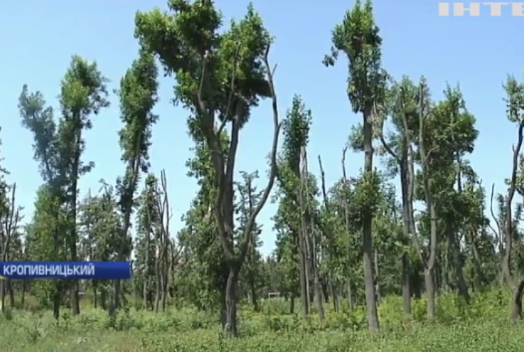Комунальники Кропивницького пустили під топор сотні дерев