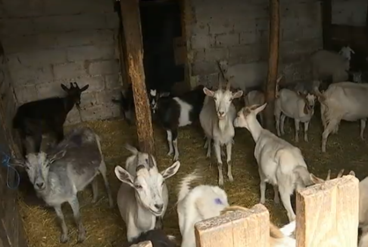Волонтери врятували 35 кіз від голодної смерті в неволі