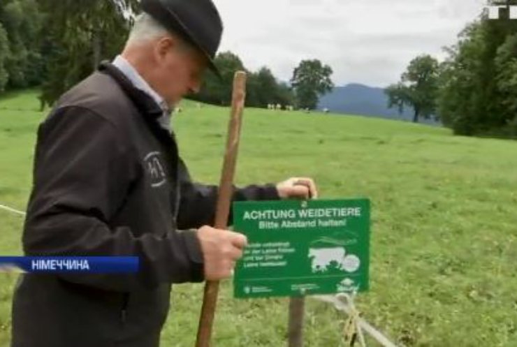У Німеччині зафіксували спалах агресії серед корів