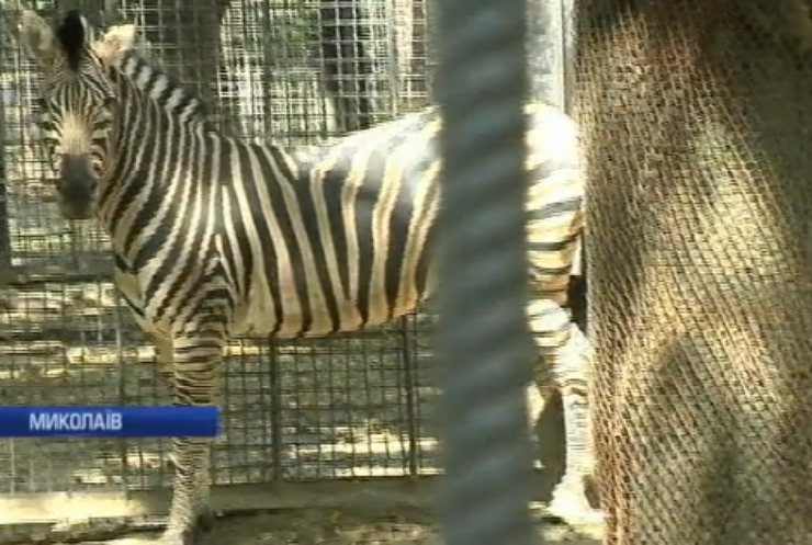 Зоопарк Миколаєва поповнився дитинчам зебри