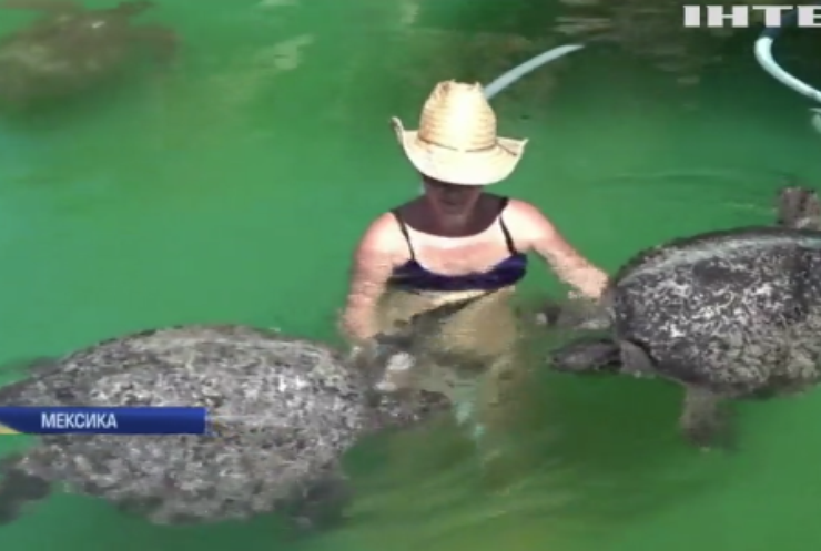 У Мексиці рятують черепах від отруйних водоростей