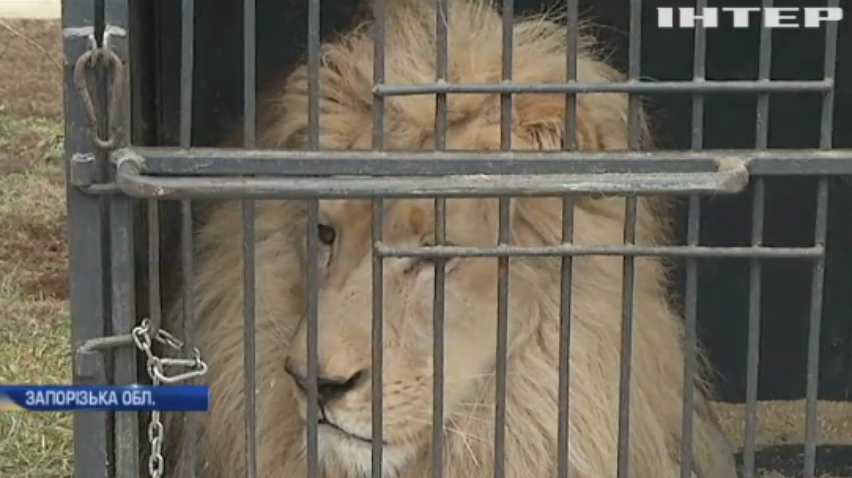 Реабілітаційний центр прийняв левів із цирку