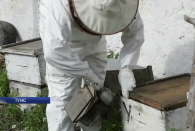 "Простежити та врятувати": у Тунісі підглядають за бджолами заради їх спасіння