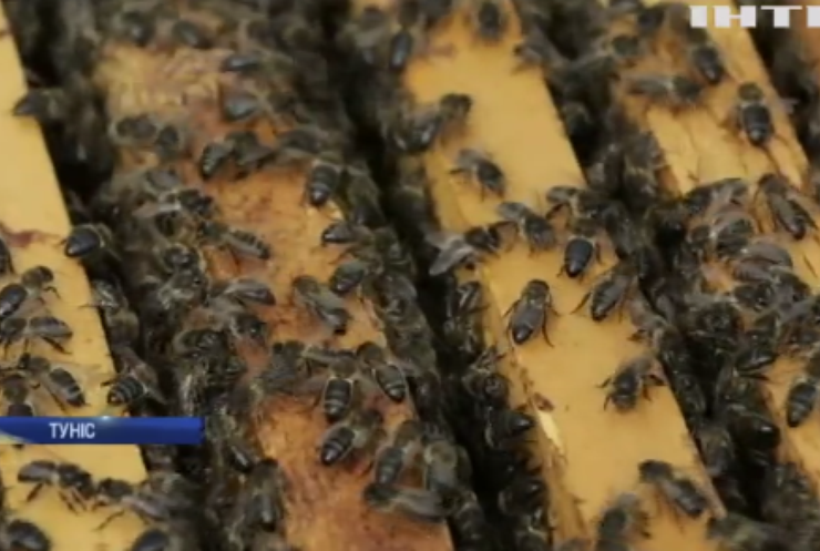 У Тунісі винайшли прилад для порятунку бджіл