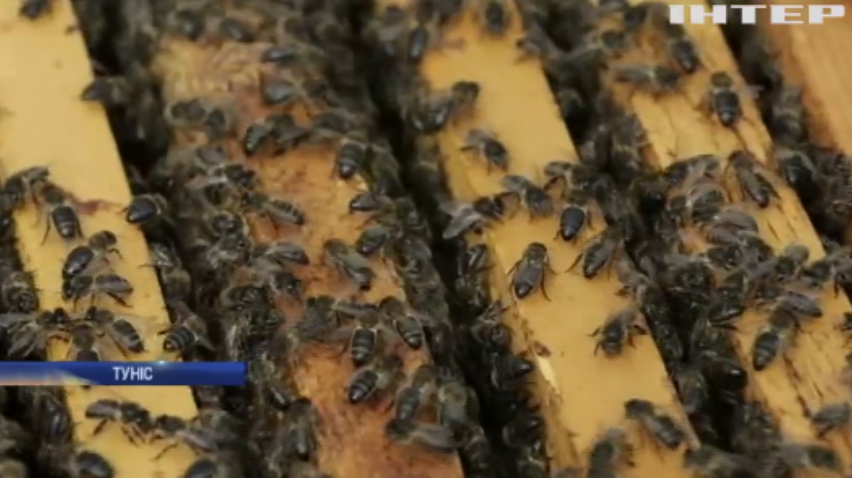 У Тунісі винайшли прилад для порятунку бджіл
