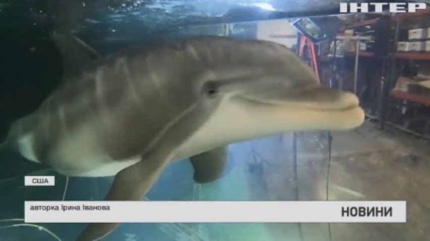 Американська компанія планує замінити справжніх дельфінів у неволі на роботів
