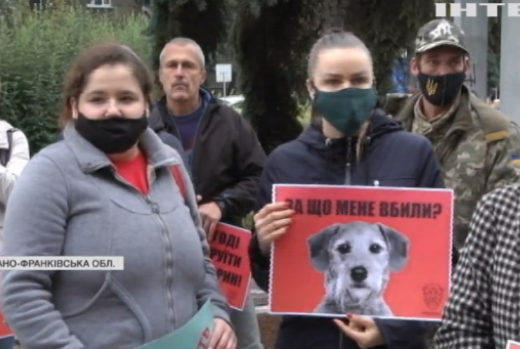 Смерть у страшних муках: в Івано-Франківську догхантери травлять собак