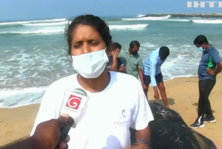 На Шрі-Ланці волонтери рятували китів від самогубства