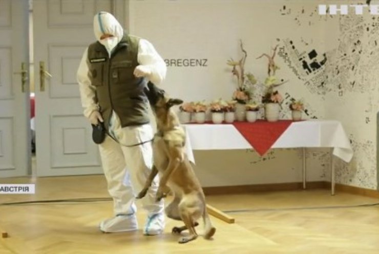 В Австрії навчають собак винюхувати COVID-19 