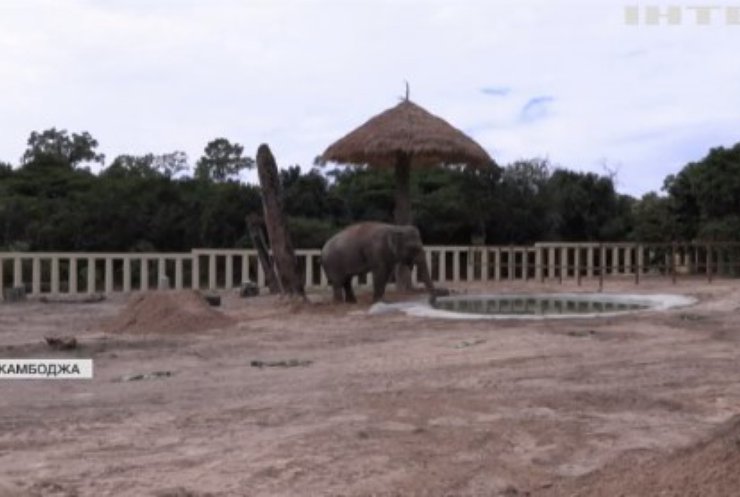 "Найсамотніший у світі" слон вже адаптується до заповіднику
