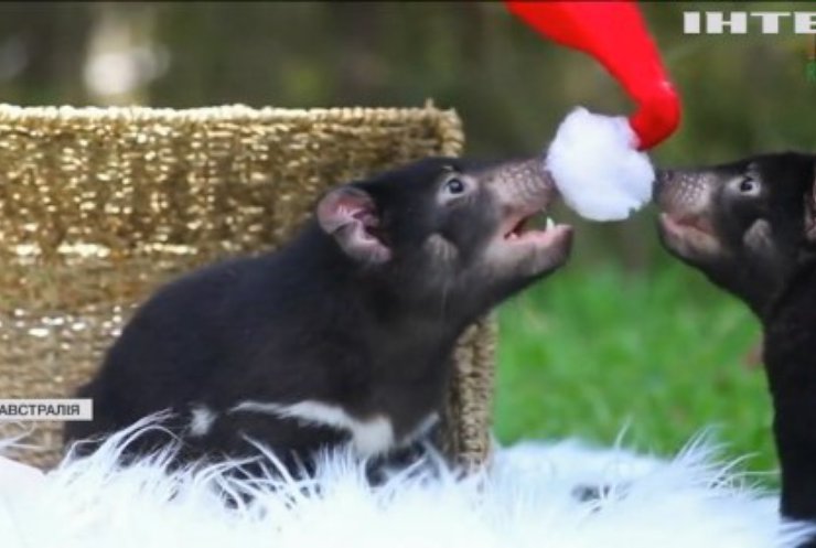 У зоопарку Австралії новонародженим влаштували різдвяні забави