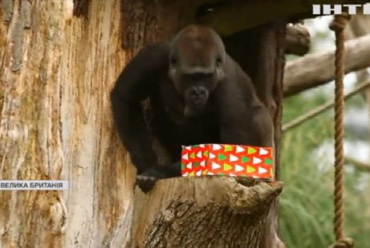 У Лондонському зоопарку потішили горил новорічним частуванням