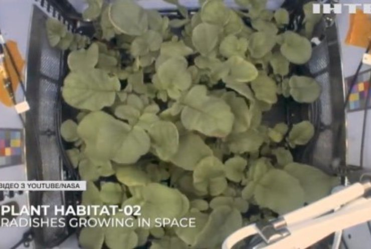 Астронавти НАСА облаштували справжній город на орбіті