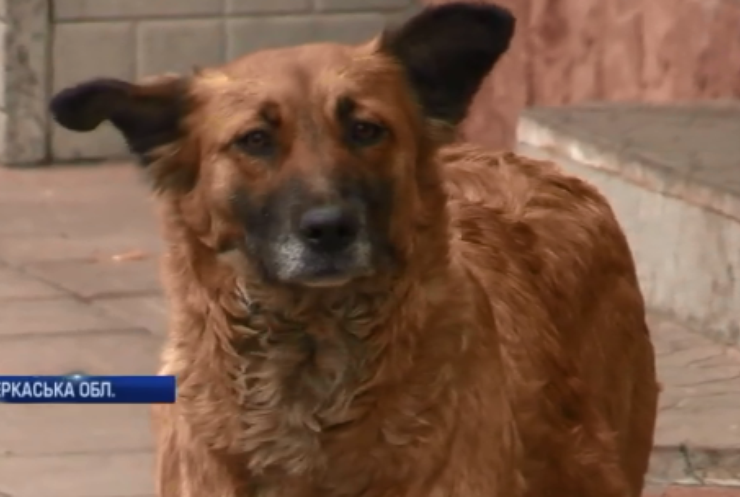 На Черкащині безпритульні собаки тероризують людей