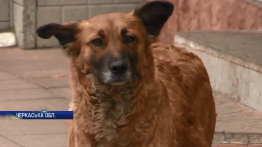 На Черкащині безпритульні собаки тероризують людей