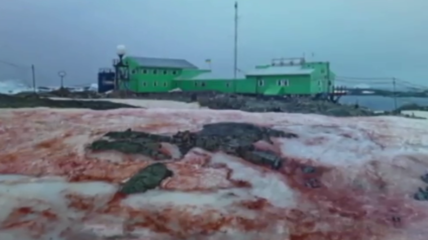 Українські полярники показали "криваву" Антарктиду