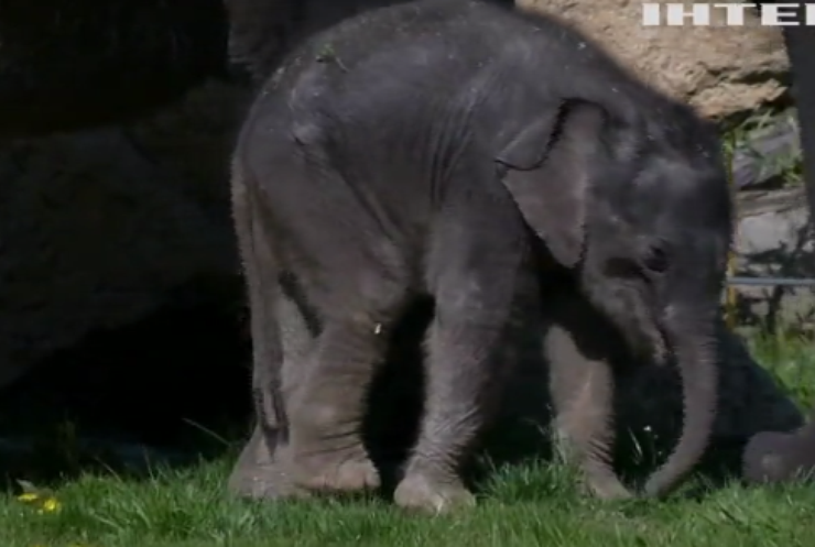 Празький зоопарк представив новонароджене слоненя