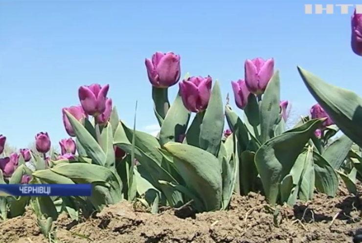 Українські квіткарі зазнали величезних збитків через карантин