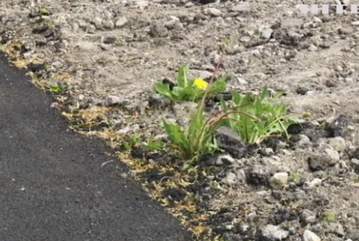 На Черкащині знайшли родючий асфальт: проростають навіть квіти