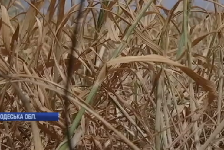 На Одещині фермер скоїв самогубство через посуху