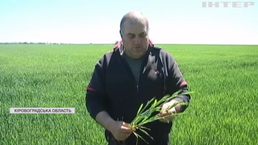 Фермери України ризикують втратити врожай і стати банкрутами