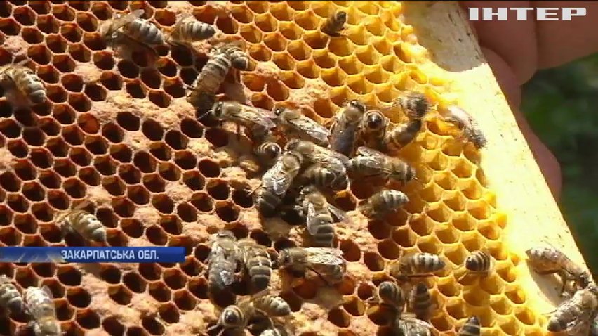 Не солодке життя пасічників: чи залишиться Україна експортером меду?