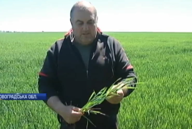 Карантин, посуха та бездіяльність влади: до чого ще готуватися українським аграріям?