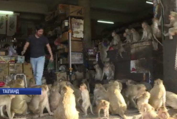 В Таїланді мавпи грабують крамниці та нищать автомобілі