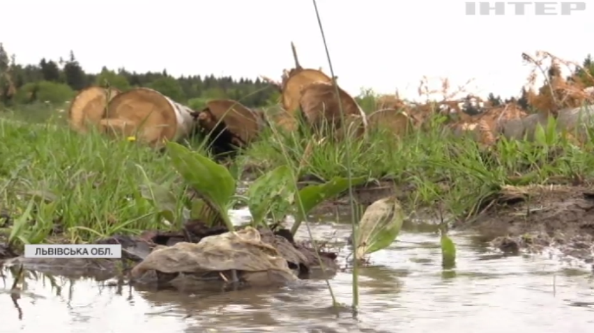 Ліси України знищують бракон'єри: як держава боротиметься із злочинцями?