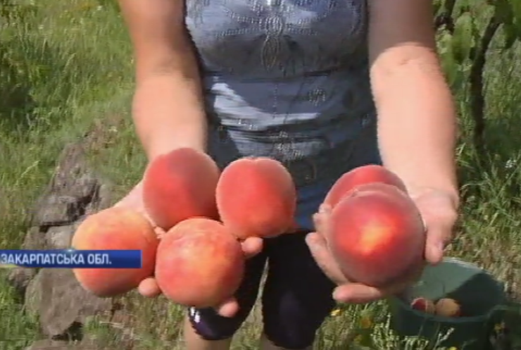 Найкращі в Україні: на Закарпатті дозріли високогірні персики