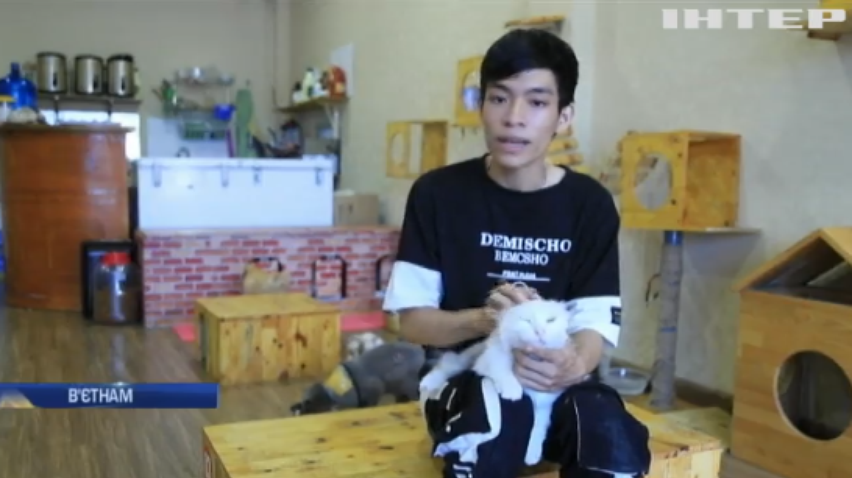 У столиці В'єтнаму відкрилося кафе-приют для котиків