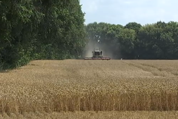 Україна очікує на рекордний врожай зернових