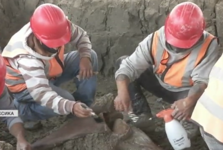 Археологи знайшли мамонтів у Мексиці