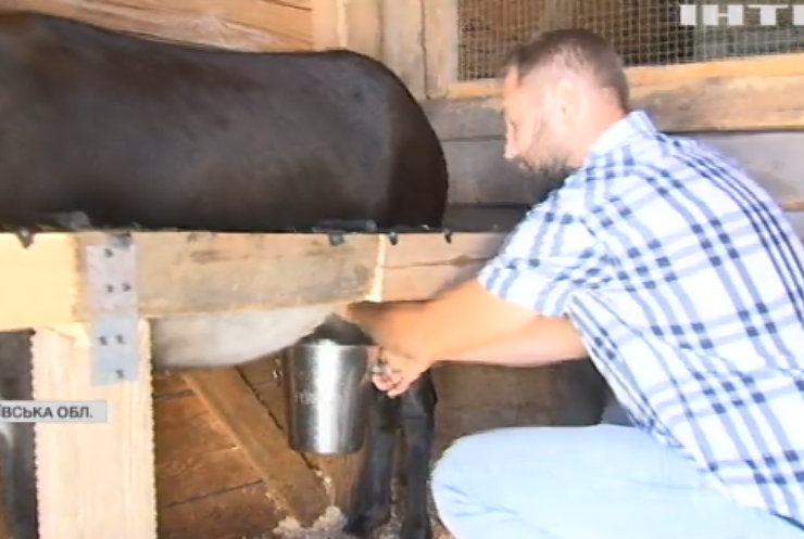 Молоко для всіх: під Києвом запрацювала віслюча ферма